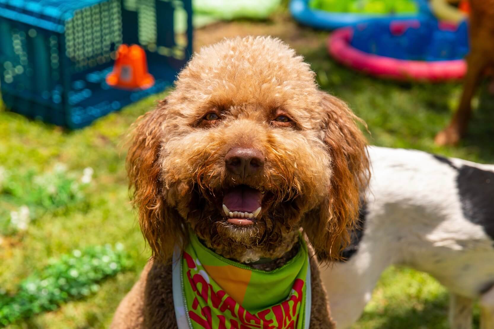 Brigitte, Goldendoodle
