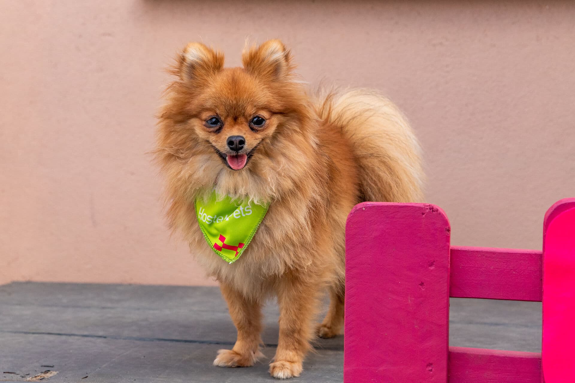 Maya, Spitz Alemão