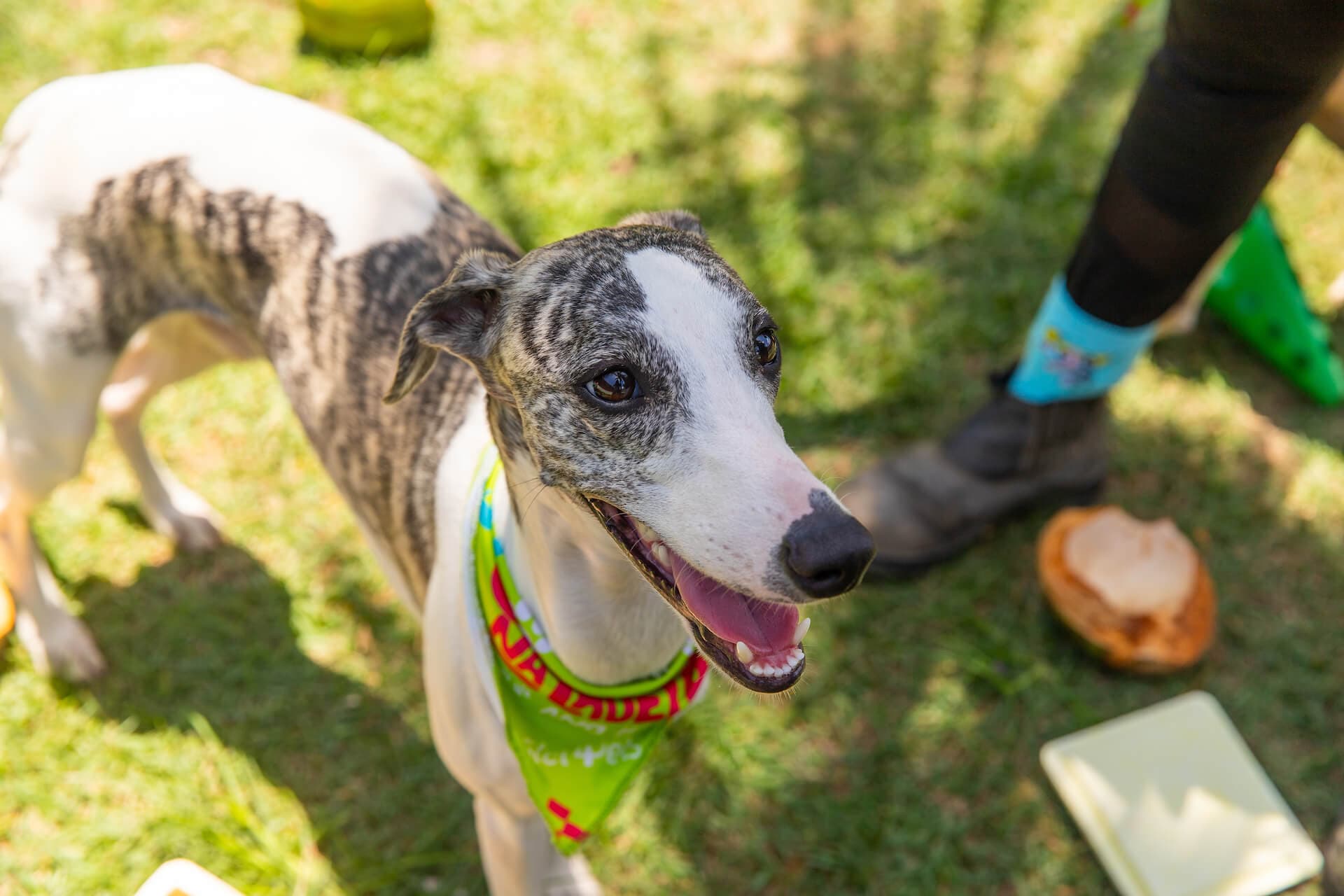 Nico, Galgo Italiano