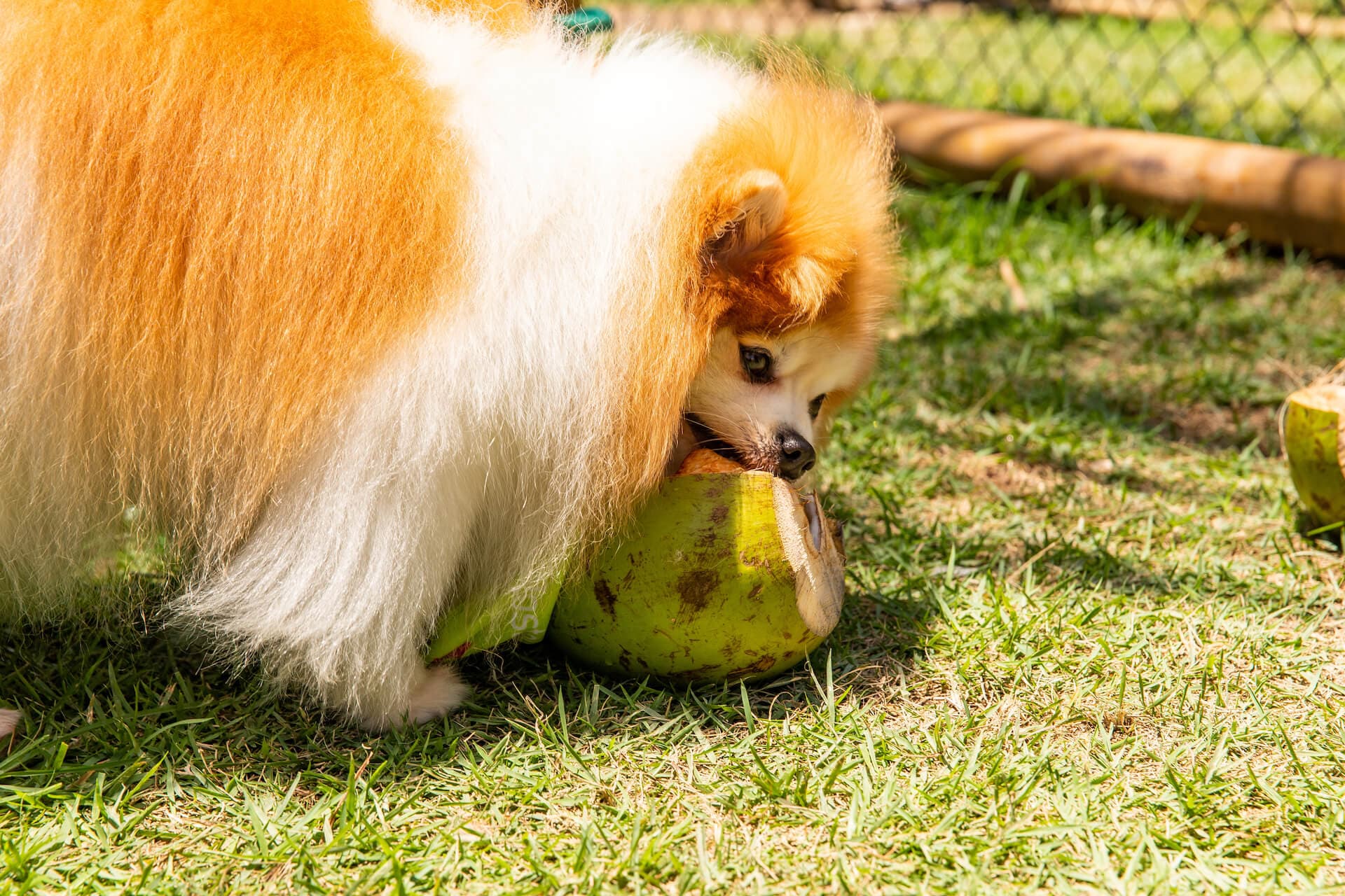 Ted, Spitz Alemão